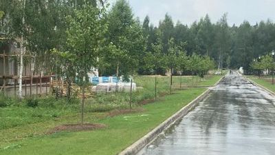 Высажены первые пятьдесят саженцев заповедных лип